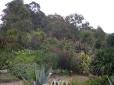  plantes exotiques